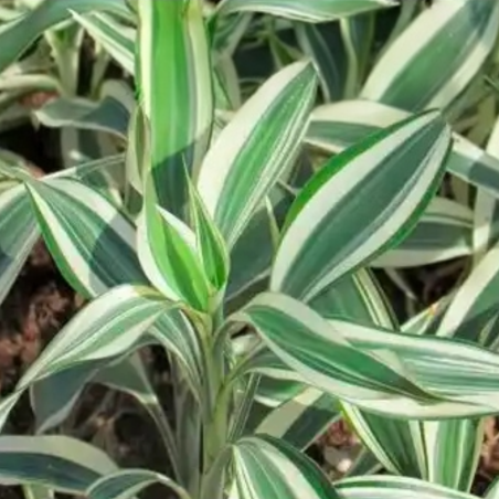 Dracaena sanderiana (verde/bianco)
