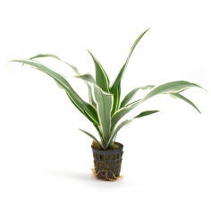 Dracaena sanderiana (verde/bianco)