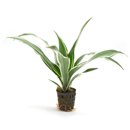 Dracaena sanderiana (verde/bianco)