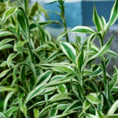 Dracaena sanderiana (verde/bianco) 2