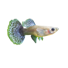 Poecilia reticulata - guppy dragon tail (female) XL