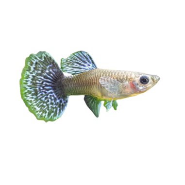 Poecilia reticulata - guppy dragon tail...