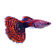 Poecilia reticulata - guppy dragon tail (male) XL