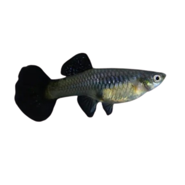 Poecilia reticulata - guppy navy blue cobra...