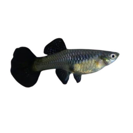 Poecilia reticulata - guppy navy blue cobra (female) L