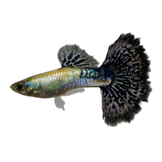 Poecilia reticulata - guppy navy blue cobra (male) L