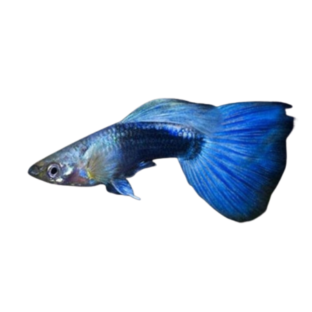 Poecilia reticulata - guppy blue neon (male) XL
