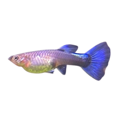 Poecilia reticulata - guppy blue neon (female) XL