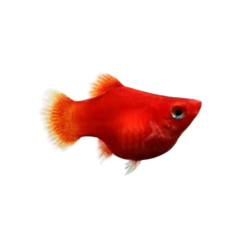 Xiphophorus maculatus - Platy Coral Red Ballon L