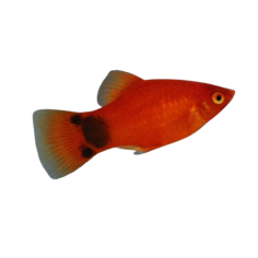 Xiphophorus Maculatus - Platy Red Mickey Mouse XL
