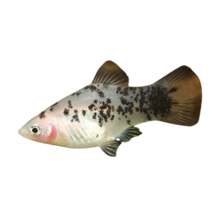 Xiphophorus Maculatus - Platy Sale e Pepe XL
