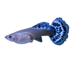 Poecilia reticulata - Guppy HSL Tiger Elephant Ear female M