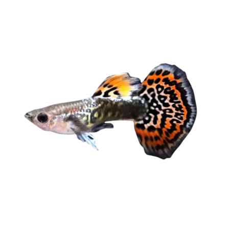 Poecilia reticulata - Guppy HSL Tiger Elephant Ear male M