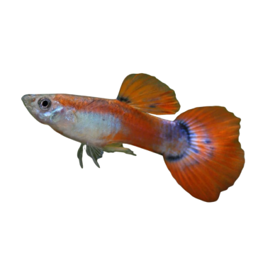 Poecilia reticulata - Guppy HSL Pink L