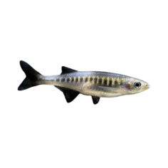 Devario Auropurpureus 4cm