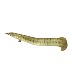 Macrognathus Circumcintus - Zig Zag Eel 17,5-20cm