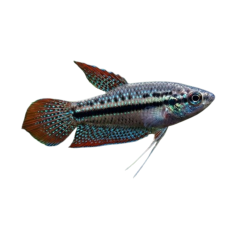 Trichopsis Pumila 1,5cm