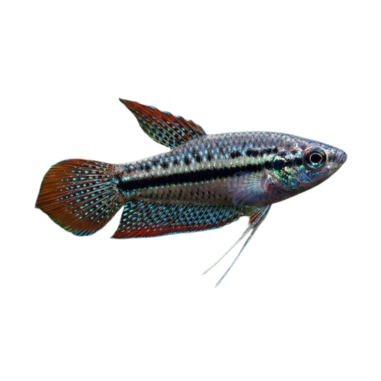 Trichopsis Pumila 1,5cm