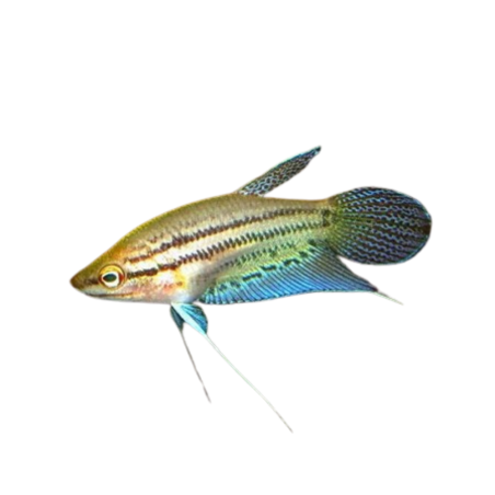 Trichopsis Vittata - Croaking Gourami 3-4cm