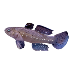 Stigmatogobius Sadanundio - knight Goby 4-5cm
