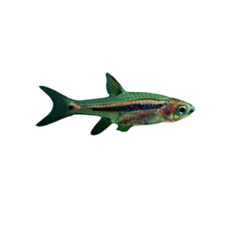 Boraras Urophthalmoides - Least Rasbora L