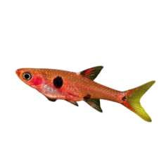 Boraras Naevus - Red Mini Rasbora L