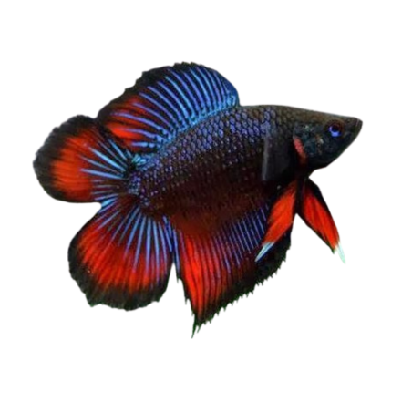 Betta splendens - Super Delta Dragon Double Tail (male) L