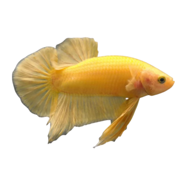 Betta splendens - HMPK Yellow (male) L