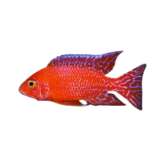 Aulonocara sp. - Fire Fish 5cm