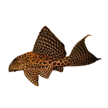 Pterygoplichthys Gibbiceps - hi-fin Pleco 4-5cm