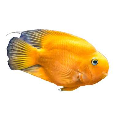 Cichlasoma sp. - Parrot Yellow Cichlid 7,5 cm