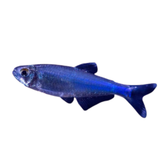 Boehlkea fredcochui - Blue king tetra ML