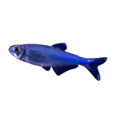 Boehlkea fredcochui - Blue king tetra ML