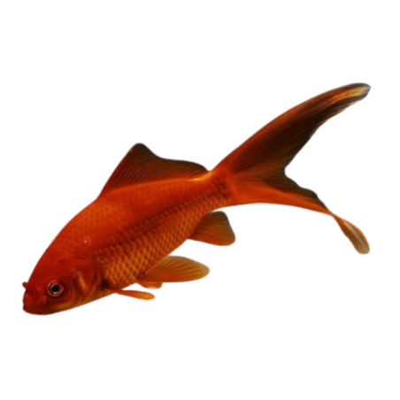 Carassius auratus - Red Comet 6 cm