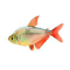 Hyphessobrycon columbianus - Colombian redfin tetra ML