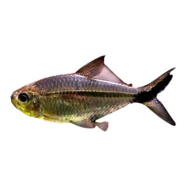 Moenkhaunsia costae - Costea tetra XL
