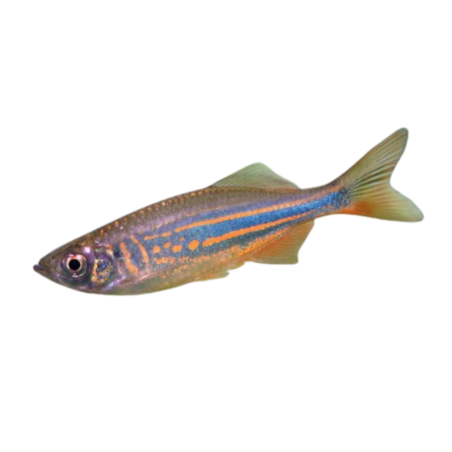 Danio malabaricus - Giant Danio L