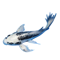 Cyprinus carpio - koi Ghost - pinne a velo - cm 7-8