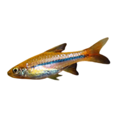 Rasbora microcephalus - narrow line rasbora L