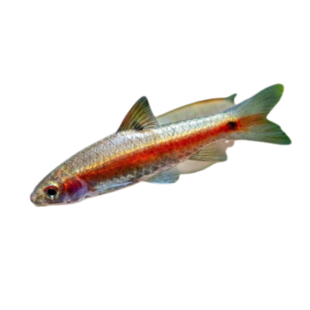 Puntius bimaculatus - Red side barb L