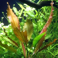 Echinodorus 'Rose' - pianta madre 2