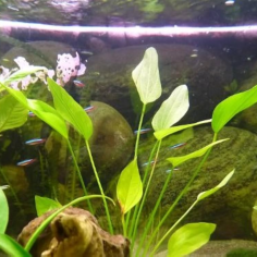 Echinodorus argentinensis 2