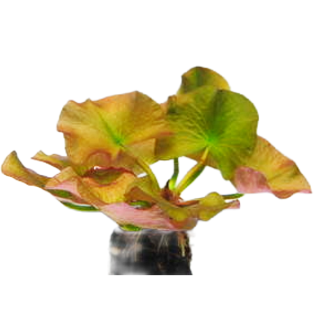 Nuphar japonica