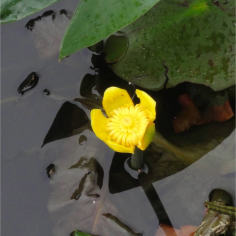 Nuphar japonica 2