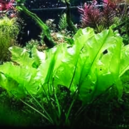 Nuphar japonica
