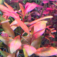 Alternanthera reineckii 'Ocipus'