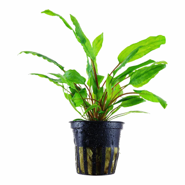 Cryptocoryne 'Green Crisped Leaf'