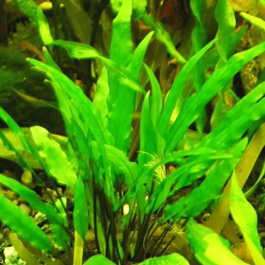 Cryptocoryne 'Green Crisped Leaf'