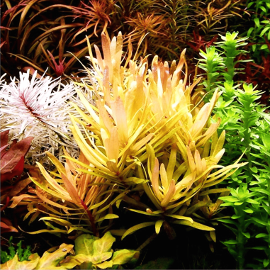 Ammannia pedicellata 'Gold'