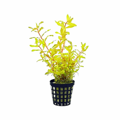 Ammannia pedicellata 'Gold'